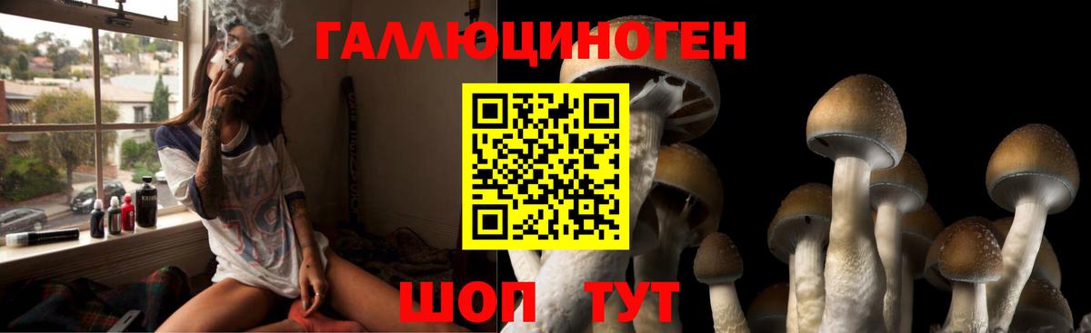 Псилоцибиновые грибы Psilocybine cubensis Дубна